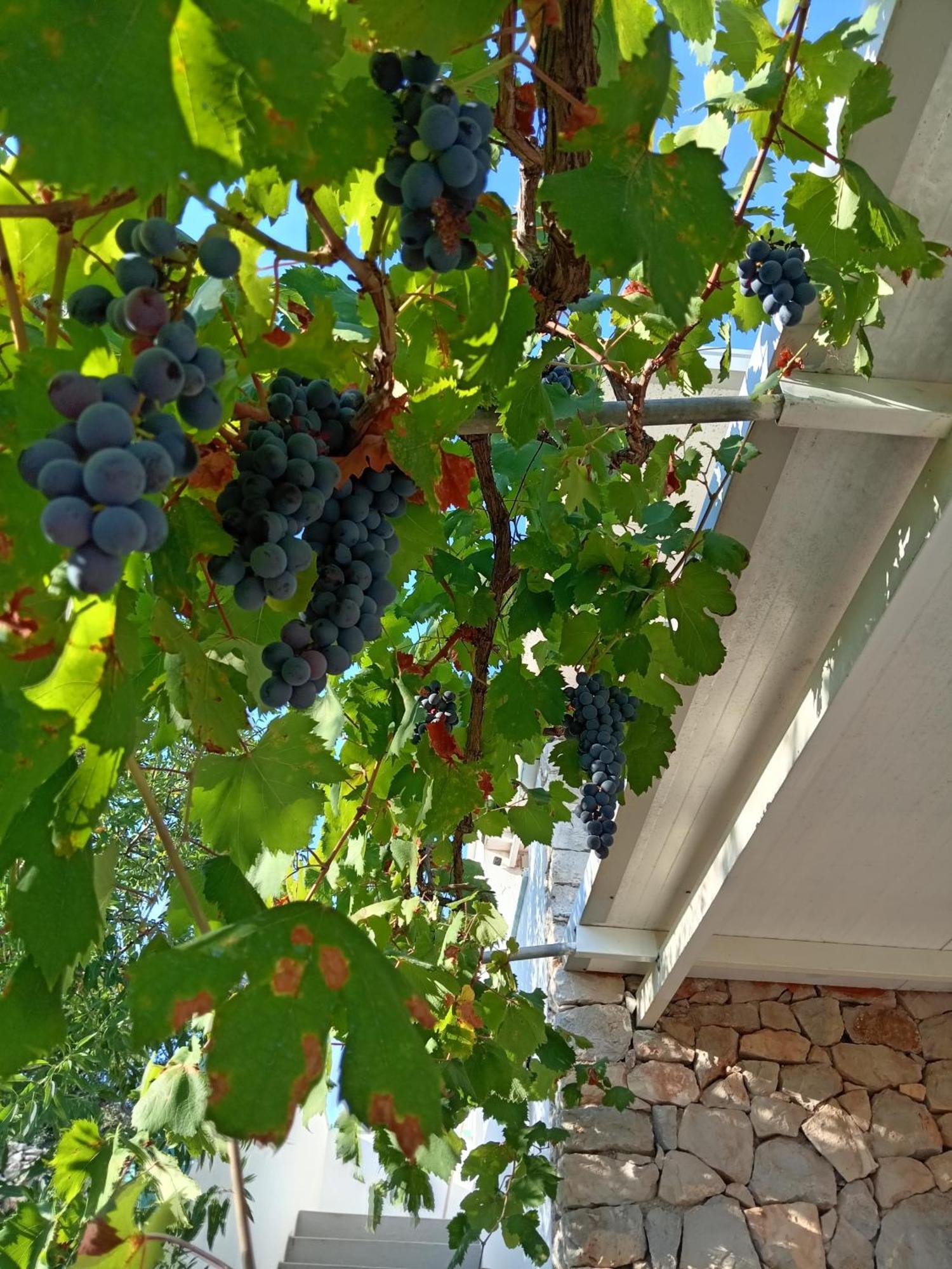 דירות Salignano  La Mennula Garden מראה חיצוני תמונה